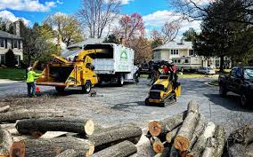 Professional Tree Care in Penn Valley, CA