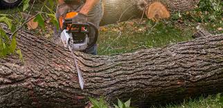 Best Tree Removal  in Penn Valley, CA