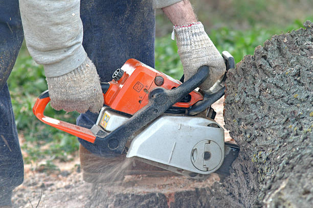 Professional Tree Care in Penn Valley, CA