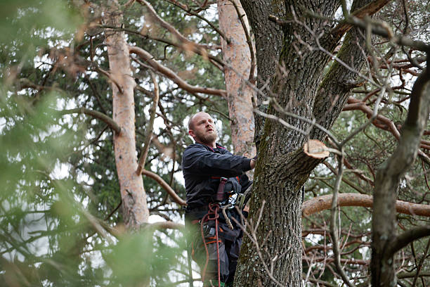Best Utility Line Clearance  in Penn Valley, CA
